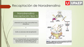 Recaptación de Noradrenalina
Noradrenalina
(recaptación tipo 1)
Liberada en la unión neuroefectora
simpática
Sufre un proceso de recaptación
Por un transportador de noradrenalina
(ubicado en el pasmalema de la
terminación nerviosa simpática)
 