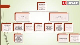 Degradación
Menos
frecuente que
la
recaptación
MAO
Monoaminooxidasa
Se localiza en
neuronas
noradrenérgicas,
hígado y epitelio
intestinal
Convierte as
catecolaminas
en su aldehído
correspondiente
Metabolizado
en la periferia
por el
aldehído-
deshidrogena
sa en ácidos
carboxílicos
Puede oxidar
la dopamina
y la serotonina
Regula el
contenido de
la dopamina
y
noradrenalina
COMT
Catecol-O-metiltransferasa
Se encuentra
en tejido
neuronal y no
neuronal
Metila un
grupo
catecol-OH
para producir
un derivado
metoxi
Actúa sobre:
Catecolaminas
Catecolaminas
desaminadas
previamente por
MAO
 