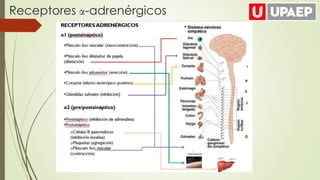 Receptores α-adrenérgicos
 
