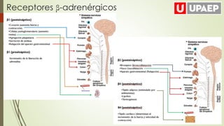 Receptores β-adrenérgicos
 