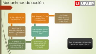 Mecanismos de acción
Depende del subtipo de
receptor involucrado
Activación de los
receptores α1
Produce la
estimulación de la
enzima fosfolipasa
C
Cataliza la
transformación de
fosfoinositol-4,5-
difosfato (PIP2)
En inositol-1,4,5-
trifosfato (IP3) y
diacilglicerol
(DAG)
DAG  inactivará
a la proteincinasa
C (PKC)
El IP liberará Ca de
los depósitos
intracelulares
Los cuales
mediaran las
funciones del
organismo
 