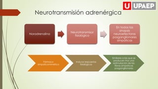 Neurotransmisión adrenérgica
Noradrenalina
Neurotransmisor
fisiológico
En todas las
sinapsis
neuroefectoras
posganglionares
simpáticas
Fármaco
simpaticomimético
Induce respuestas
fisiológicas
Similares a las que se
producen tras una
estimulación de las
fibras simpáticas
posganglionares
 