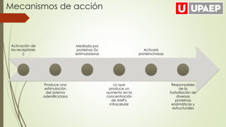 Activación de
los receptores
β
Produce una
estimulación
del sistema
adenililciclasa
Mediada por
proteínas Gs
estimuladoras
Lo que
produce un
aumento en la
concentración
de AMPc
intracelular
Activará
proteincinasas
Responsables
de la
fosforilación de
diversas
proteínas
enzimáticas y
estructurales
Mecanismos de acción
 