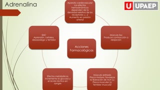 Aparato cardiovascular
Los efectos
hemodinámicos
dependen de la
densidad relativa de los
receptores α y β
Aumento en presión
arterial
Músculo liso
Produce contracción o
relajación
Músculo estriado
Placa motora: favorece
la liberación de Ach (α)
Placa muscular (β)
Temblor muscular
Efectos metabólicos
Incrementa la glucosa y
el ácido láctico en
sangre
SNC
Aprensión, cefalea,
desasosiego y temblor
Adrenalina
Acciones
Farmacológicas
 