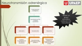 Neurotransmisión adrenérgica
Catecolaminas
endógenas
Secretadas por SNS
o médula
suprarrenal
Adrenalina
Se libera
mayoritariamente
de Médula
suprarrenal
Noradrenalina
Neurotransmisor
primordial en el SNS
periférico
Dopamina
Tiene acciones
periféricas,
fundamentalmente
cardovasculares y
renales
Tienen un
grupo
aromático
catecol ó 3,4-
hidroxifenilo
 