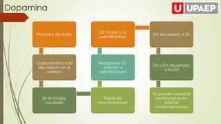 Precursor de la NA
Catecolamina más
abundante en el
cerebro
En el núcleo
caudado
Papel de
neurotransmisor
Receptores D1:
activan a
adenililciclasa
D2: inhibe a la
adenililciclasa
D5: recuerdan a D1
D3 y D4: recuerdan
a los D2
Se pueden expresar
periferciamente:
efectos
cardiovasculares
Dopamina
 