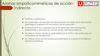 Aminas simpaticomiméticas de acción
indirecta
 Tiramina y anfetamina:
 Son parecidas a la NA para ser transportadas al interior de la terminación
adrenérgica mediante el mecanismo de recaptación 1
 Posteriormente son captadas por el transportador de monoaminas,
desplazando y sustituyendo a la NA de las vesículas sinápticas
 NA pasa a citosol, donde es degradada por la MAO y otra parte pasa al
mecanismo de recaptación 1
 NA interacciona con los receptores postsinápticos y produce los efectos
simpaticomiméticos
 