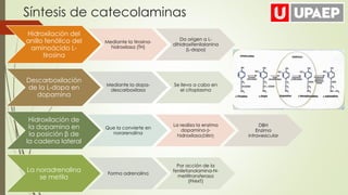 NEUROTRANSMISIÓN ADRENÉRGICA PPT