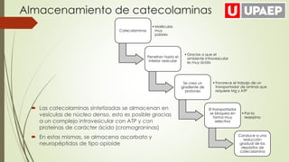  Las catecolaminas sintetizadas se almacenan en
vesículas de núcleo denso, esto es posible gracias
a un complejo intravesicular con ATP y con
proteínas de carácter ácido (cromograninas)
 En estas mismas, se almacena ascorbato y
neuropéptidos de tipo opioide
Almacenamiento de catecolaminas
Catecolaminas
•Moléculas
muy
polares
Penetran hasta el
interior vesicular
•Gracias a que el
ambiente intravesicular
es muy ácido
Se crea un
gradiente de
protones
•Favorece el trabajo de un
transportador de aminas que
requiere Mg y ATP
El transportador
se bloquea en
forma muy
selectiva
•Por la
reserpina
Conduce a una
reducción
gradual de los
depósitos de
catecolamina
 