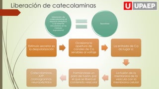 Liberación de
catecolaminas al
espacio sináptico
o al torrente
circulatorio en la
médula
suprarrenal
Exocitosis
Liberación de catecolaminas
Estímulo secretor es
la despolarización
Ocasiona la
apertura de
canales de Ca
sensibles al voltaje
La entrada de Ca
da lugar a:
La fusión de la
membrana de la
vesícula con la
membrana celular
Formándose un
poro de fusión, por
el que se libera el
contenido vesicular
Catecolaminas,
ATP,
cromograninas,
neuropéptidos
 