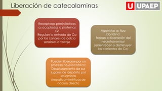 Liberación de catecolaminas
Receptores presinápticos
a2 acoplados a proteínas
G:
Regulan la entrada de Ca
por los canales de calcio
sensibles a voltaje
Agonistas a2 tipo
clonidina:
Frenan la liberación del
neurotransmisor
(enlentecen y disminuyen
las corrientes de Ca)
Pueden liberarse por un
proceso no exocitótico:
Desplazamiento de sus
lugares de depósito por
las aminas
simpaticomiméticas de
acción directa
 