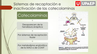 Sistemas de recaptación e
inactivación de las catecolaminas
Catecolaminas
Desaparecen de la
hendidura sináptica
Por sistemas de recaptación
tisular
Por metabolismo enzimático
de la MAO o de COMT
 