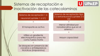 Sistema de recaptación 1 ó
neuronal (uptake 1 o U1)
El transporte es activo
Utiliza un gradiente
electroquímico para Na
como fuerza motriz
Se bloquea en presencia de
cocaína o antidepresivos
tricíclicos (imipramina)
Sistema de recaptación tipo
2 o extraneuronal (uptake 2 ó
U2)
Menor afinidad por
noradrenalina que en el
sistema 1
Mayor capacidad
Sistemas de recaptación e
inactivación de las catecolaminas
 