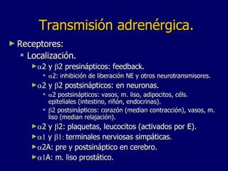 Transmisión adrenérgica. Receptores: Localización.  2 y   2 presinápticos: feedback.  2: inhibición de liberación NE y otros neurotransmisores.  2 y   2 postsinápticos: en neuronas.  2 postsinápticos: vasos, m. liso, adipocitos, céls. epiteliales (intestino, riñón, endocrinas).   2 postsinápticos: corazón (median contracción), vasos, m. liso (median relajación).   2 y   2: plaquetas, leucocitos (activados por E).    y   terminales nerviosas simpáticas.  2A: pre y postsináptico en cerebro.  A: m. liso prostático. 