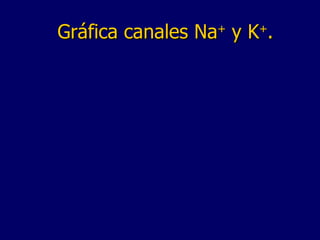 Gráfica canales Na +  y K + . 