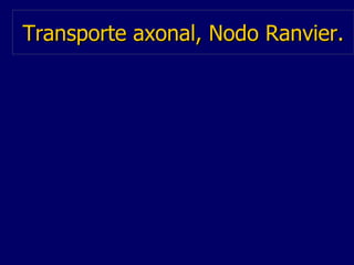 Transporte axonal, Nodo Ranvier. 