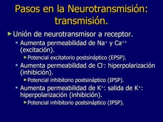 Pasos en la Neurotransmisión: transmisión. Unión de neurotransmisor a receptor. Aumenta permeabilidad de Na +  y Ca ++  (excitación). Potencial excitatorio postsináptico (EPSP). Aumenta permeabilidad de Cl - : hiperpolarización (inhibición). Potencial inhibitorio postsináptico (IPSP). Aumenta permeabilidad de K + : salida de K + : hiperpolarización (inhibición). Potencial inhibitorio postsináptico (IPSP). 
