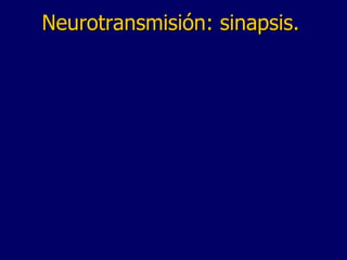 Neurotransmisión: sinapsis. 