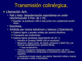 Transmisión colinérgica. Liberación Ach. Fatt y Katz: despolarización espontánea en unión neuromuscular a frec. de 1 Hz. Quanta: se producen 100 ó más junto con c/potencial acción músc. Exocitosis. Inhibida por toxina botulinum y tetanus ( Clostridium ). Cadena ligera y pesada unidas por puente disulfuro. Transporte por endocitosis. Cadena ligera (proteasa dependiente de Zn ++ ). Hidrolisa el complejo SNARE (útil en exocitosis). Botulinum: digiere prots. de memb. (sintaxina y SNAP-25) y de vesícula (sinaptobrevina):  parálisis flácida . Usos terapéuticos. Tetanus: transporte retrógrado a motoneuronas y de ahí a neuronas inhibitorias (bloqueado la exocitosis en ellas): parálisis espástica.  -latrotoxina (viuda negra), pez piedra: liberación súbita y masiva de vesículas x unión a neuroexina. 