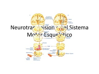 Neurotransmision en el Sistema
Motor Esqueletico

 