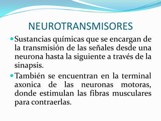 NEUROTRANSMISORES
 Sustancias químicas que se encargan de
  la transmisión de las señales desde una
  neurona hasta la siguiente a través de la
  sinapsis.
 También se encuentran en la terminal
  axonica de las neuronas motoras,
  donde estimulan las fibras musculares
  para contraerlas.
 
