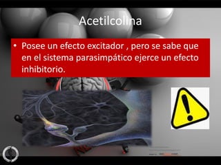 Acetilcolina
• Posee un efecto excitador , pero se sabe que
  en el sistema parasimpático ejerce un efecto
  inhibitorio.
 