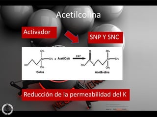 Acetilcolina
Activador
                      SNP Y SNC




Reducción de la permeabilidad del K
 