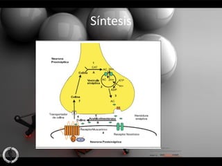 Síntesis
 