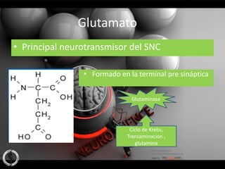 Glutamato
• Principal neurotransmisor del SNC

                • Formado en la terminal pre sináptica


                              Glutaminasa




                              Ciclo de Krebs,
                             Transaminacion ,
                                glutamina
 
