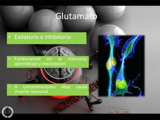 Glutamato

• Exitatorio e inhibitorio


• Fundamental en la memoria,
  aprendizaje y nocicepcion



• A concentraciones   altas   causa
  muerte neuronal
 