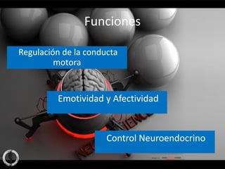 Funciones

Regulación de la conducta
         motora


         Emotividad y Afectividad


                      Control Neuroendocrino
 