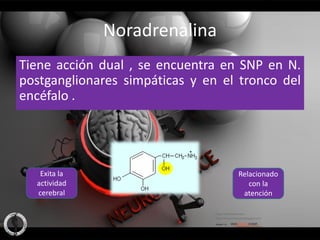 Noradrenalina
Tiene acción dual , se encuentra en SNP en N.
postganglionares simpáticas y en el tronco del
encéfalo .




   Exita la                        Relacionado
  actividad                           con la
  cerebral                          atención
 