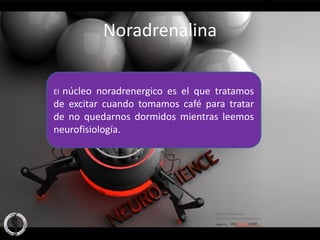 Noradrenalina

Elnúcleo noradrenergico es el que tratamos
de excitar cuando tomamos café para tratar
de no quedarnos dormidos mientras leemos
neurofisiología.
 