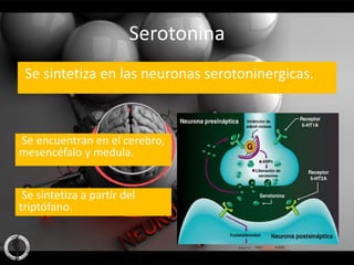 Serotonina
 Se sintetiza en las neuronas serotoninergicas.



Se encuentran en el cerebro,
mesencéfalo y medula.


 Se sintetiza a partir del
triptófano.
 