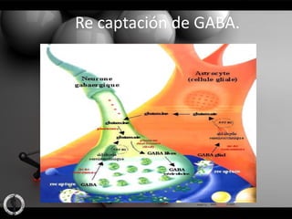 Re captación de GABA.
 