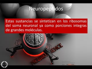 Neuropeptidos

Estas sustancias se sintetizan en los ribosomas
del soma neuronal ya como porciones integras
de grandes moléculas.
 