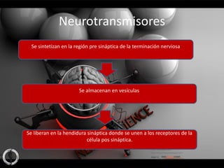 Neurotransmisores
  Se sintetizan en la región pre sináptica de la terminación nerviosa




                       Se almacenan en vesículas




Se liberan en la hendidura sináptica donde se unen a los receptores de la
                           célula pos sináptica.
 