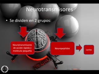 Neurotransmisores
• Se dividen en 2 grupos:




   Neurotransmisores
   de acción rápida y       Neuropeptidos
   molécula pequeña                         Lento
 