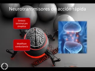 Neurotransmisores de acción rápida

      Sintesis
   terminal pre
     sinaptica




   Modifican
  conductancia
 