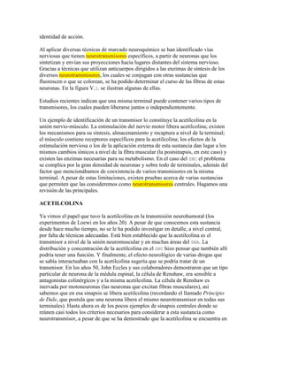 identidad de acción.

Al aplicar diversas técnicas de marcado neuroquímico se han identificado vías
nerviosas que tienen neurotransmisores específicos, a partir de neuronas que los
sintetizan y envían sus proyecciones hacia lugares distantes del sistema nervioso.
Gracias a técnicas que utilizan anticuerpos dirigidos a las enzimas de síntesis de los
diversos neurotransmisores, los cuales se conjugan con otras sustancias que
fluorescen o que se colorean, se ha podido determinar el curso de las fibras de estas
neuronas. En la figura V.I. se ilustran algunas de ellas.

Estudios recientes indican que una misma terminal puede contener varios tipos de
transmisores, los cuales pueden liberarse juntos o independientemente.

Un ejemplo de identificación de un transmisor lo constituye la acetilcolina en la
unión nervio-músculo. La estimulación del nervio motor libera acetilcolina; existen
los mecanismos para su síntesis, almacenamiento y recaptura a nivel de la terminal;
el músculo contiene receptores específicos para la acetilcolina; los efectos de la
estimulación nerviosa o los de la aplicación externa de esta sustancia dan lugar a los
mismos cambios iónicos a nivel de la fibra muscular (la postsinapsis, en este caso) y
existen las enzimas necesarias para su metabolismo. En el caso del SNC el problema
se complica por la gran densidad de neuronas y sobre todo de terminales, además del
factor que mencionábamos de coexistencia de varios transmisores en la misma
terminal. A pesar de estas limitaciones, existen pruebas acerca de varias sustancias
que permiten que las consideremos como neurotransmisores centrales. Hagamos una
revisión de las principales.

ACETILCOLINA

Ya vimos el papel que tuvo la acetilcolina en la transmisión neurohumoral (los
experimentos de Loewi en los años 20). A pesar de que conocemos esta sustancia
desde hace mucho tiempo, no se le ha podido investigar en detalle, a nivel central,
por falta de técnicas adecuadas. Está bien establecido que la acetilcolina es el
transmisor a nivel de la unión neuromuscular y en muchas áreas del SNA. La
distribución y concentración de la acetilcolina en el SNC hizo pensar que también allí
podría tener una función. Y finalmente, el efecto neurológico de varias drogas que
se sabía interactuaban con la acetilcolina sugería que se podría tratar de un
transmisor. En los años 50, John Eccles y sus colaboradores demostraron que un tipo
particular de neurona de la médula espinal, la célula de Renshaw, era sensible a
antagonistas colinérgicos y a la misma acetilcolina. La célula de Renshaw es
inervada por motoneuronas (las neuronas que excitan fibras musculares), así
sabemos que en esa sinapsis se libera acetilcolina (recordando el llamado Principio
de Dale, que postula que una neurona libera el mismo neurotransmisor en todas sus
terminales). Hasta ahora es de los pocos ejemplos de sinapsis centrales donde se
reúnen casi todos los criterios necesarios para considerar a esta sustancia como
neurotransmisor, a pesar de que se ha demostrado que la acetilcolina se encuentra en
 