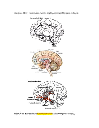 otras áreas del SNC y que muchas regiones cerebrales son sensibles a esta sustancia.




FIGURA V.IA. Las vías de los neurotransmisores: noradrenérgicos (en azul) y
 