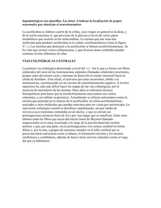 dopaminérgicos (en amarillo). Las letras A indican la localización de grupos
neuronales que sintetizan el neurotransmisor.

La acetilcolina se elabora a partir de la colina, cuyo origen en general es la dieta, y
de la acetil-coenzima A, que proviene de la glucosa a través de varios pasos
metabólicos que ocurren en las mitocondrias. La enzima que une estas dos
moléculas para producir acetilcolina es la colina- acetiltransferasa (véase la figura
V2.). Las enzimas que destruyen a la acetilcolina se llaman acetilcolinesterasas. Se
ha visto que existen varias colinesterasas, y que diversas áreas cerebrales pueden
contener niveles diferentes de ellas.

VÍAS COLINÉRGICAS CENTRALES

La primera vía colinérgica demostrada a nivel del SNC fue la que se forma con fibras
colaterales del axón de las motoneuronas espinales (llamadas colaterales recurrentes,
porque salen del mismo axón y retornan en dirección al cuerpo neuronal) hacia la
célula de Renshaw. Esta célula, al activarse por estas recurrentes, inhibe a la
motoneurona, constituyendo así un circuito de retroalimentación negativa. A niveles
superiores ha sido más difícil hacer los mapas de las vías colinérgicas, por la
ausencia de marcadores de las mismas. Hace años se utilizaron técnicas
histoquímicas para hacer que la acetilcolinesterasa reaccionara con ciertos
colorantes, y así señalar su presencia. Actualmente se utilizan anticuerpos contra la
enzima que participa en la síntesis de la acetilcolina, la colina-acetiltransferasa,
asociados a otras moléculas que pueden marcarse para ser vistas por microscopía. La
inervación colinérgica central se distribuye ampliamente, sea por medio de
interneuronas (neuronas contenidas en un núcleo, y que no envían sus
prolongaciones axónicas fuera de él) o por vías largas que se ramifican. Entre estas
últimas están las fibras que nacen del núcleo basal de Meynert (llamado
magnocelular en la rata), localizado a lo largo de la porción basal del cerebro
anterior y que, por una parte, envía prolongaciones a la corteza cerebral en forma
difusa y, por la otra, a grupos de neuronas situados en el tallo cerebral que se
proyectan hacia estructuras como el tálamo, la formación reticular y los núcleos
cerebelosos y vestibulares, además de hacia varios nervios craneales (como el vago,
del que ya hablamos).
 