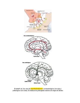 FIGURAV.IB. Las vías de neurotransmisores: serotoninérgicos (en rojo) y
colinérgicos (en verde). Se indican los principales núcleos de origen de dichas
 