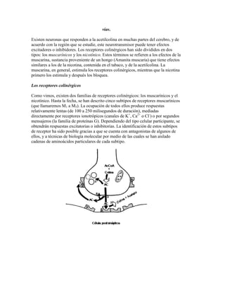 vías.

Existen neuronas que responden a la acetilcolina en muchas partes del cerebro, y de
acuerdo con la región que se estudie, este neurotransmisor puede tener efectos
excitadores o inhibidores. Los receptores colinérgicos han sido divididos en dos
tipos: los muscarínicos y los nicotínico. Estos términos se refieren a los efectos de la
muscarina, sustancia proveniente de un hongo (Amanita muscaria) que tiene efectos
similares a los de la nicotina, contenida en el tabaco, y de la acetilcolina. La
muscarina, en general, estimula los receptores colinérgicos, mientras que la nicotina
primero los estimula y después los bloquea.

Los receptores colinérgicos

Como vimos, existen dos familias de receptores colinérgicos: los muscarínicos y el
nicotínico. Hasta la fecha, se han descrito cinco subtipos de receptores muscarínicos
(que llamaremos M1 a M5). La ocupación de todos ellos produce respuestas
relativamente lentas (de 100 a 250 milisegundos de duración), mediadas
directamente por receptores ionotrópicos (canales de K+, Ca2+ o Cl-) o por segundos
mensajeros (la familia de proteínas G). Dependiendo del tipo celular participante, se
obtendrán respuestas excitatorias o inhibitorias. La identificación de estos subtipos
de receptor ha sido posible gracias a que se cuenta con antagonistas de algunos de
ellos, y a técnicas de biología molecular por medio de las cuales se han aislado
cadenas de aminoácidos particulares de cada subtipo.
 