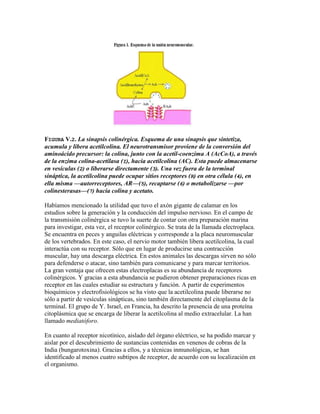 FIGURA V.2. La sinapsis colinérgica. Esquema de una sinapsis que sintetiza,
acumula y libera acetilcolina. El neurotransmisor proviene de la conversión del
aminoácido precursor: la colina, junto con la acetil-coenzima A (AcCoA), a través
de la enzima colina-acetilasa (I), hacia acetilcolina (AC). Esta puede almacenarse
en vesículas (2) o liberarse directamente (3). Una vez fuera de la terminal
sináptica, la acetilcolina puede ocupar sitios receptores (R) en otra célula (4), en
ella misma —autorreceptores, AR—(5), recaptarse (6) o metabolizarse —por
colinesterasas—(7) hacia colina y acetato.

Habíamos mencionado la utilidad que tuvo el axón gigante de calamar en los
estudios sobre la generación y la conducción del impulso nervioso. En el campo de
la transmisión colinérgica se tuvo la suerte de contar con otra preparación marina
para investigar, esta vez, el receptor colinérgico. Se trata de la llamada electroplaca.
Se encuentra en peces y anguilas eléctricas y corresponde a la placa neuromuscular
de los vertebrados. En este caso, el nervio motor también libera acetilcolina, la cual
interactúa con su receptor. Sólo que en lugar de producirse una contracción
muscular, hay una descarga eléctrica. En estos animales las descargas sirven no sólo
para defenderse o atacar, sino también para comunicarse y para marcar territorios.
La gran ventaja que ofrecen estas electroplacas es su abundancia de receptores
colinérgicos. Y gracias a esta abundancia se pudieron obtener preparaciones ricas en
receptor en las cuales estudiar su estructura y función. A partir de experimentos
bioquímicos y electrofisiológicos se ha visto que la acetilcolina puede liberarse no
sólo a partir de vesículas sinápticas, sino también directamente del citoplasma de la
terminal. El grupo de Y. Israel, en Francia, ha descrito la presencia de una proteína
citoplásmica que se encarga de liberar la acetilcolina al medio extracelular. La han
llamado mediatóforo.

En cuanto al receptor nicotínico, aislado del órgano eléctrico, se ha podido marcar y
aislar por el descubrimiento de sustancias contenidas en venenos de cobras de la
India (bungarotoxina). Gracias a ellos, y a técnicas inmunológicas, se han
identificado al menos cuatro subtipos de receptor, de acuerdo con su localización en
el organismo.
 