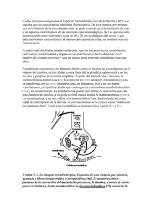tejidos nerviosos congelados al vapor de formaldehído caliente (entre 60 y 80°C) se
lograba que las catecolamina emitieran fluorescencia. De esta manera, por primera
vez en la historia de la neurotransmisión, se pudo avanzar en la delimitación de vías
y en aspectos morfológicos de las neuronas catecolaminérgicas. Se vio que una sola
neurona podía tener terminales hasta de 10 a 20 cm de distancia del soma, y que
éstas mostraban varicosidades (al microscopio aparecían cómo un rosario) ricas en
fluorescencia.

Estudios más detallados mostraron después, que las tres principales catecolamina
(adrenalina, noradrenalina y dopamina) se distribuían en forma diferente en el
interior del sistema nervioso, y que en ciertas áreas eran más abundantes unas que
otras.

Actualmente conocemos con bastante detalle cómo se forman las catecolamina en el
interior del cerebro, en las células croma fines (de la glándula suprarrenal) y en los
nervios y ganglios del sistema simpático. A partir del aminoácido l- tirosina, la
enzima tirosina-hidroxilasa (TH) lo convierte en DOPA (dihidroxifenilalanina) y ésta
se transforma, por la DOPA-descarboxilasa, en dopamina, ésta a su vez puede
transformarse, en aquellas células que contengan la enzima dopamina-b- hidroxilasa
(DBH), en noradrenalina. La noradrenalina puede convertirse en adrenalina por otra
transferencia de metilos, a cargo de la fenil-etanol-amina-N-metiltransferasa (PNMT).
La noradrenalina, a su vez, inhibe a la tirosina-hidroxilasa, funcionando así como
señal de interrupción de la síntesis. A este mecanismo se le conoce como "inhibición
por producto final". Estas vías metabólicas se ilustran en las figuras V.3 y V.4.




FIGURA V.3. La sinapsis noradrenérgica. Esquema de una sinapsis que sintetiza,
acumula y libera noradrenalina o norepinefrina (NE). El neurotransmisor
proviene de la conversión del aminoácido precursor, la tirosina, a través de varios
pasos enzimáticos, hasta noradrenalina: la tirosina-hidroxilasa (TH) convierte la
 