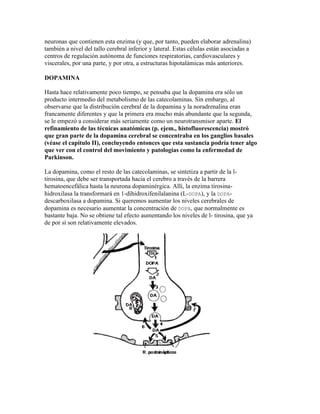 neuronas que contienen esta enzima (y que, por tanto, pueden elaborar adrenalina)
también a nivel del tallo cerebral inferior y lateral. Estas células están asociadas a
centros de regulación autónoma de funciones respiratorias, cardiovasculares y
viscerales, por una parte, y por otra, a estructuras hipotalámicas más anteriores.

DOPAMINA

Hasta hace relativamente poco tiempo, se pensaba que la dopamina era sólo un
producto intermedio del metabolismo de las catecolaminas. Sin embargo, al
observarse que la distribución cerebral de la dopamina y la noradrenalina eran
francamente diferentes y que la primera era mucho más abundante que la segunda,
se le empezó a considerar más seriamente como un neurotransmisor aparte. El
refinamiento de las técnicas anatómicas (p. ejem., histofluorescencia) mostró
que gran parte de la dopamina cerebral se concentraba en los ganglios basales
(véase el capítulo II), concluyendo entonces que esta sustancia podría tener algo
que ver con el control del movimiento y patologías como la enfermedad de
Parkinson.

La dopamina, como el resto de las catecolaminas, se sintetiza a partir de la l-
tirosina, que debe ser transportada hacia el cerebro a través de la barrera
hematoencefálica hasta la neurona dopaminérgica. Allí, la enzima tirosina-
hidroxilasa la transformará en 1-dihidroxifenilalanina (L-DOPA), y la DOPA-
descarboxilasa a dopamina. Si queremos aumentar los niveles cerebrales de
dopamina es necesario aumentar la concentración de DOPA, que normalmente es
bastante baja. No se obtiene tal efecto aumentando los niveles de l- tirosina, que ya
de por sí son relativamente elevados.
 