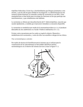 triptófano hidroxilasa. Existe la p- clorofenilalanina que bloquea justamente a esta
enzima, y que ha sido de gran utilidad en investigación. La administración de esta
sustancia puede disminuir el contenido cerebral de serotonina en casi 80%. Estas
manipulaciones se han hecho para investigar las funciones en las que participa este
neurotransmisor, y que estudiaremos más adelante.

La serotonina se obtiene por descarboxilación del 5- hidroxitriptófano, reacción que
sucede rápidamente, a medida que el precursor inmediato se encuentra disponible.

La serotonina se metaboliza por medio de la monoaminooxidasa (MAO) y el producto
detectable de este catabolismo es el ácido 5-hidroxi-indolacético (5HIAA).

Existen varios mecanismos por los cuales se regula la síntesis, liberación y
metabolismo de la serotonina, y varios de ellos son sensibles a drogas de uso clínico.

Vías serotoninérgicas centrales

Por medio de técnicas de histofluorescencia (mismas que se utilizan para la
visualización de las catecolaminas) se han podido identificar núcleos
serotoninérgicos en el interior del sistema nervioso (véase la figura V.I).
 