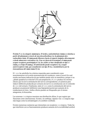 FIGURA V.6. La sinapsis GABAérgica. El ácido y aminobutirato (GABA) se sintetiza a
partir del glutamato a través de una descarboxilasa (1), la glutamato-des-
carboxilasa (GAD). El GABA puede liberarse hacia el espacio sináptico directamente
o desde almacenes vesiculares (2). Una vez fuera de la terminal, el GABA puede
ocupar receptores postsinápticos (3), los cuales se han clasificado en tipo A
(GABAA) o el tipo B (GABAB). El aminoácido puede recaptarse (4), ocupar
autorreceptores (AR), que usualmente son tipo B (5), o metabolizarse por la
transaminasa del GABA (GABA-T) (6).

El GABA ha satisfecho los criterios requeridos para considerarlo como
neurotransmisor en la unión neuromuscular de crustáceos, como el acocil (lo cual
resulta una buena indicación de que también puede serlo en mamíferos, porque si no
¿dónde quedaría la evolución?) En esta preparación, el GABA produce los mismos
efectos que los de la estimulación del nervio correspondiente y la potencia para
inducir inhibición producida por extractos de nervio se correlaciona con el contenido
de GABA del extracto. Finalmente, tanto el GABA como la estimulación del nervio
producen un potencial inhibitorio (una hiperpolarización) por aumento de la
conductancia al cloro. Ambos efectos pueden ser bloqueados por el mismo
antagonista, la bicuculina.

Las neuronas GABAérgicas muestran una distribución difusa, lo que sugiere que
funcionan como interneuronas. Existen, sin embargo, algunas vías GABAérgicas algo
más largas como la estriadonigral y la cerebelo-vestibular.

Existen numerosas sustancias que interactúan con receptores GABAérgicos. Todas las
que interfieren con su funcionamiento producen aumento de la excitabilidad cerebral
 