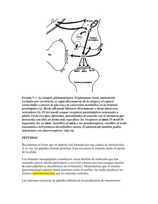 FIGURA V.7. La sinapsis glutamatérgica. El glutamato (GLU), aminoácido
excitador por excelencia, se capta directamente de la sangre y el espacio
extracelular o através de glucosa y la conversión metabólica en la terminal
presináptica (I). Desde allí puede liberarse directamente o desde almacenes
vesiculares (2). El GLU puede ocupar receptores postsinápticos neuronales o
gliales (3) de tres tipos diferentes, denominados de acuerdo con la sustancia que
interactúa con ellos en forma más específica: los receptores al NMDA (N-metil-D-
aspartato), los no NMDA (sensibles al AMPA) y los metabotrópicos, sensibles al ácido
transamino-ciclo pentano-dicarbixílico (ACPD). El aminoácido también podría
interactuar con autorreceptores. (AR) (4).

PÉPTIDOS

Recordemos al lector que un péptido está formado por una cadena de aminoácidos.
A su vez, los péptidos forman proteínas. Esta secuencia se controla desde el núcleo
de la célula.

Los llamados neuropéptidos constituyen varias familias de moléculas que han
mostrado ejercer efectos particulares a nivel del sistema nervioso (aunque muchos
de estos péptidos se descubrieron en el intestino). Mencionemos que el sistema
gastrointestinal contiene tantas neuronas como el cerebro, las cuales producen los
mismos neurotransmisores que las neuronas centrales.

Las neuronas secretoras de péptidos difieren de las productoras de transmisores
 